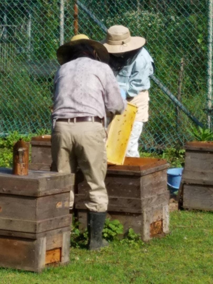 つかもと はちみつ 完熟 生 国産 純粋蜂蜜 無添加 非加熱 600g ✖️3個