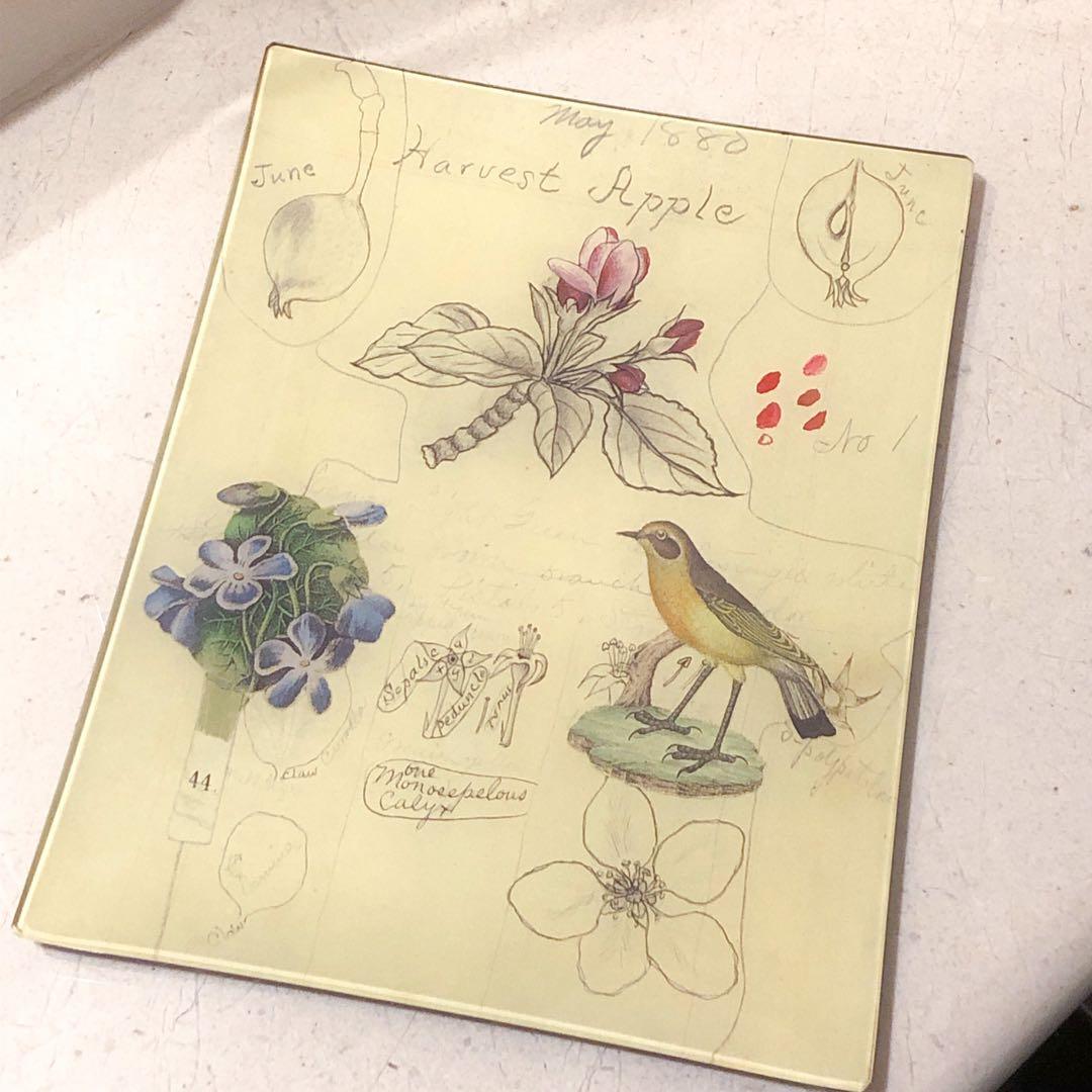 ラージサイズ　ジョンデリアン　デコパージュトレイ　フラワーバード