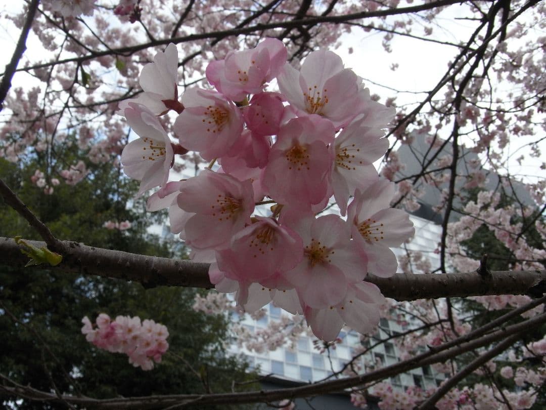 RICOH R10 コンデジ