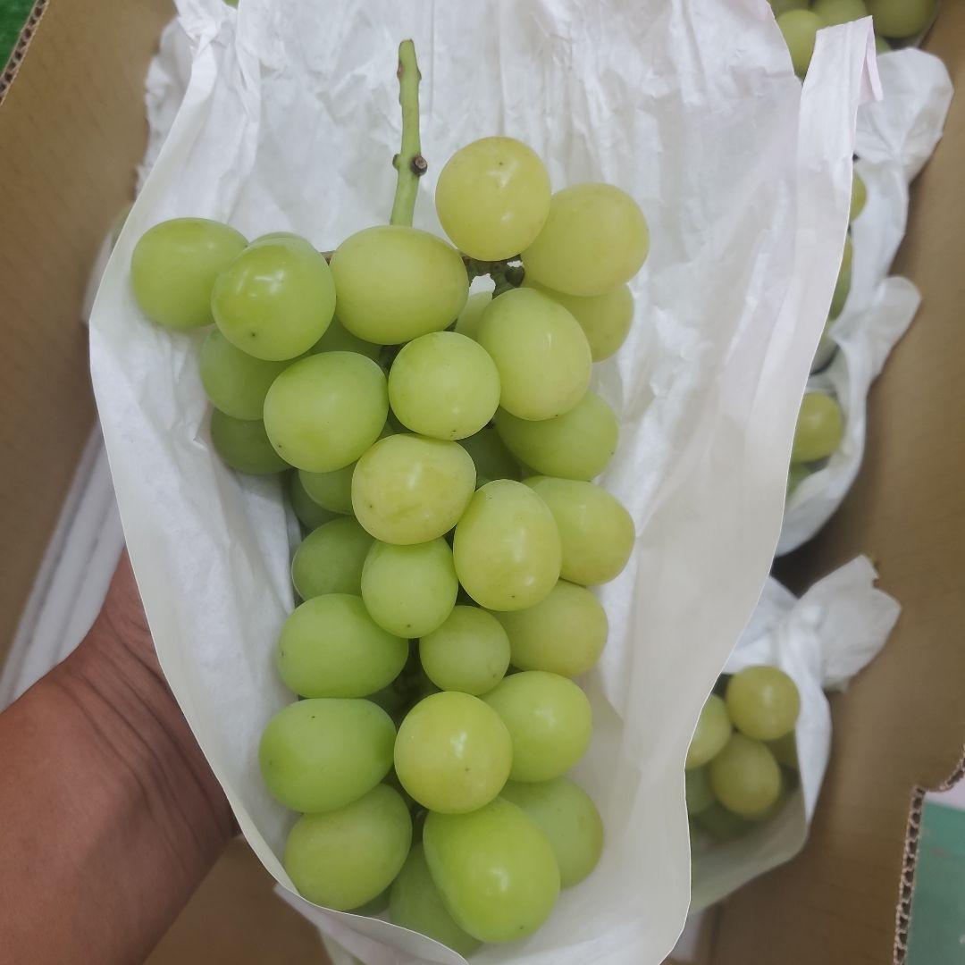 1⃣ 山梨県産 シャインマスカット ９房入り 箱込み5.6キロ