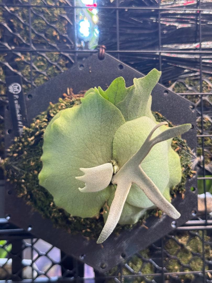 willinckii #1 mr.kai dwarf ビカクシダ　pup