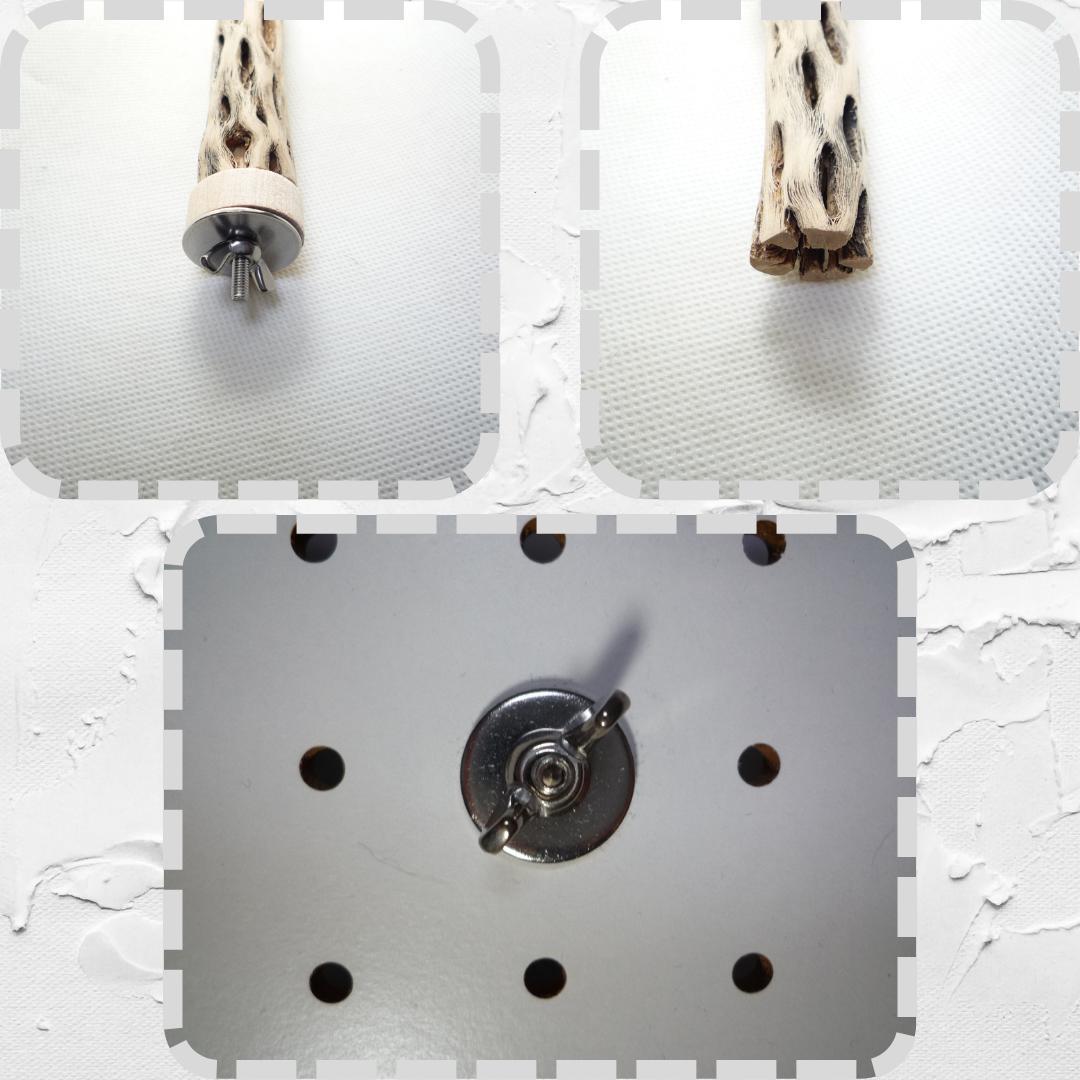 らいちょう　カクタスパーチ　3本セット