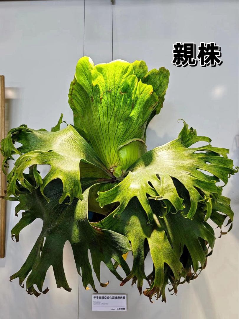 tbt　ビカクシダP. Flamenco