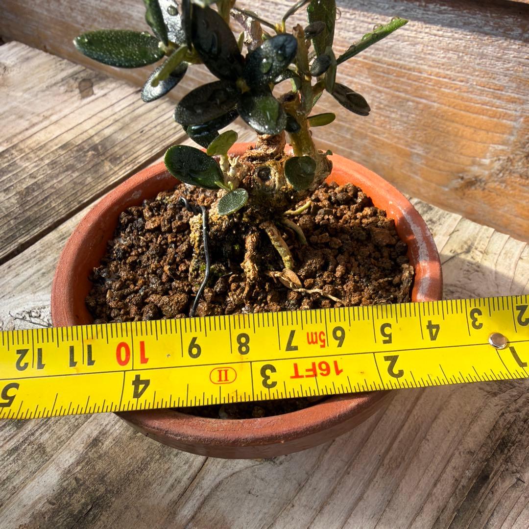 姫オリーブ小品盆栽1