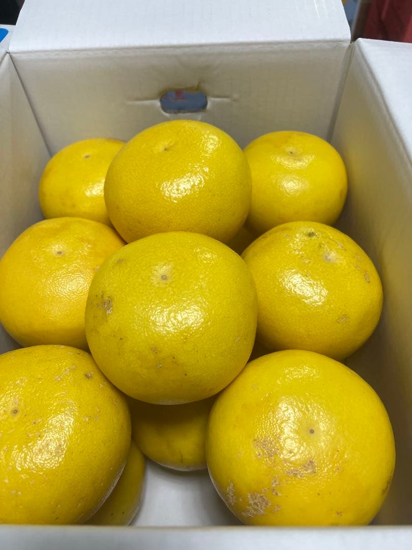 文旦　山北みかん　ポンカン　好きにも　01