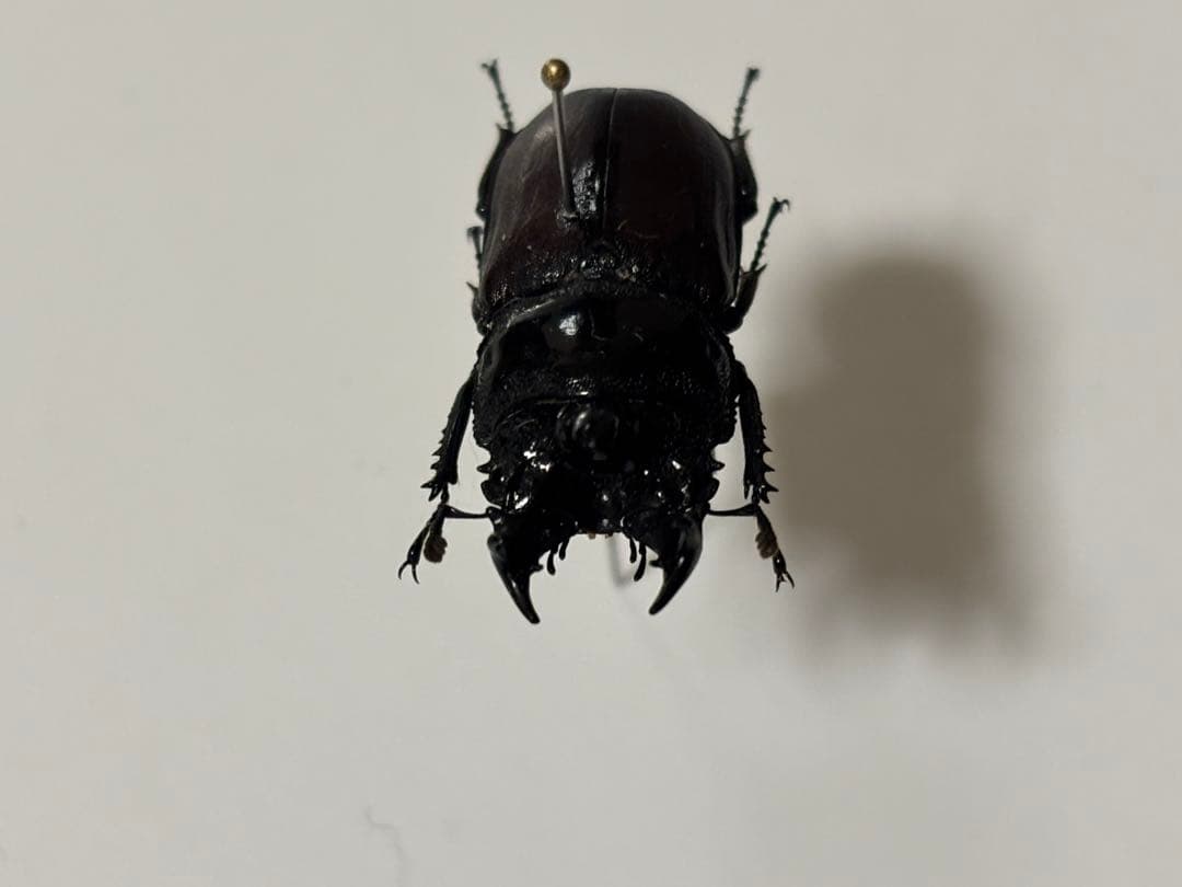 コンゴの異形クワガタ　カザリツノクワガタ標本