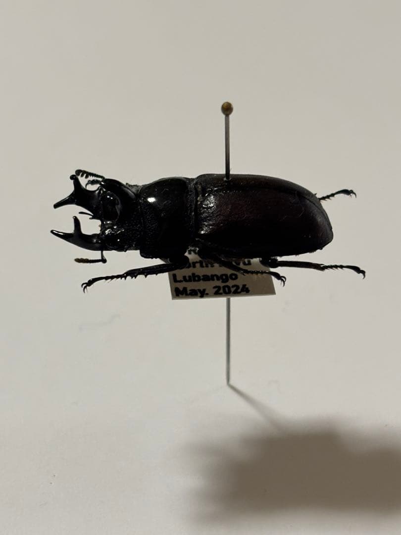 コンゴの異形クワガタ　カザリツノクワガタ標本
