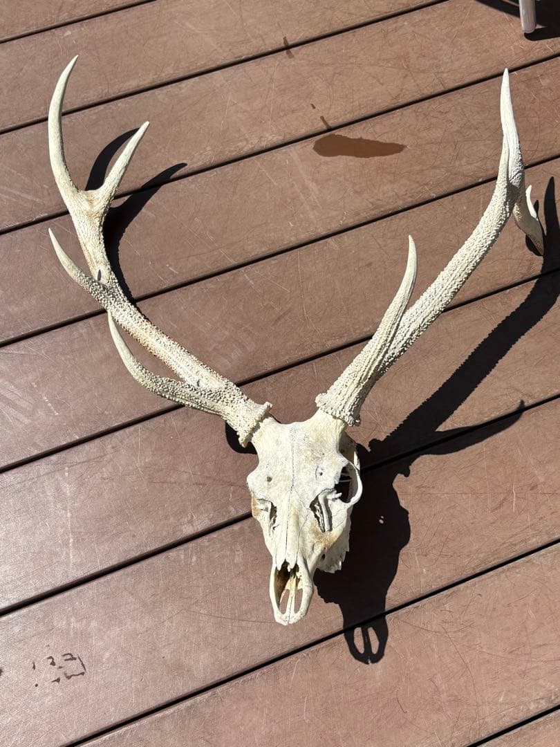鹿の頭蓋骨　鹿の角　エゾシカ　大型　ハンティングトロフィー