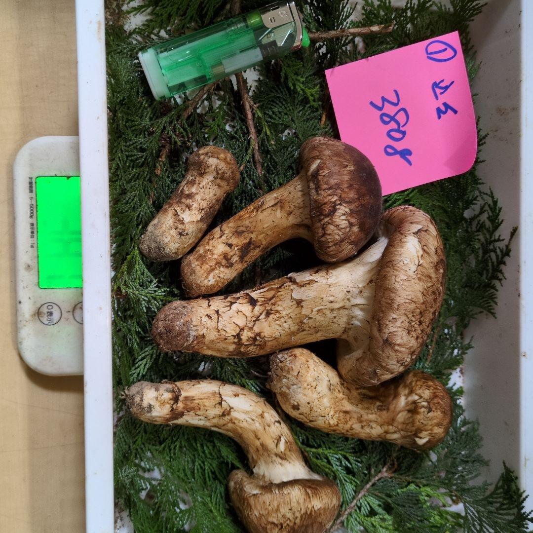 和歌山松茸　新鮮朝市　込み込み　380㌘