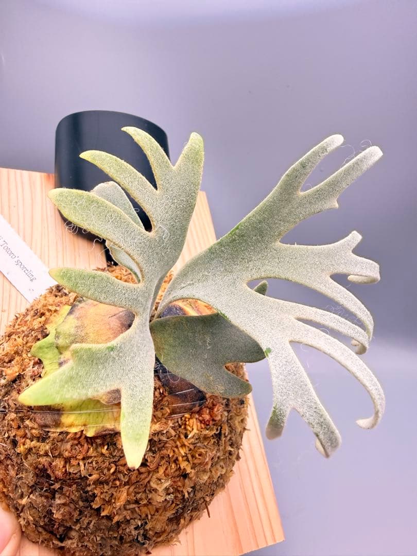 大サイズ　ビカクシダP.willinckii Totoro spore YMDS