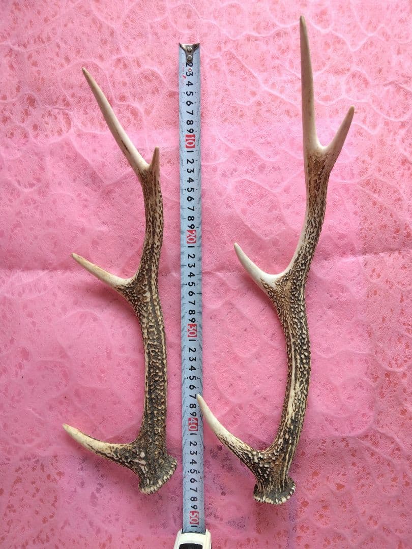 と*か様 鹿の角　6本