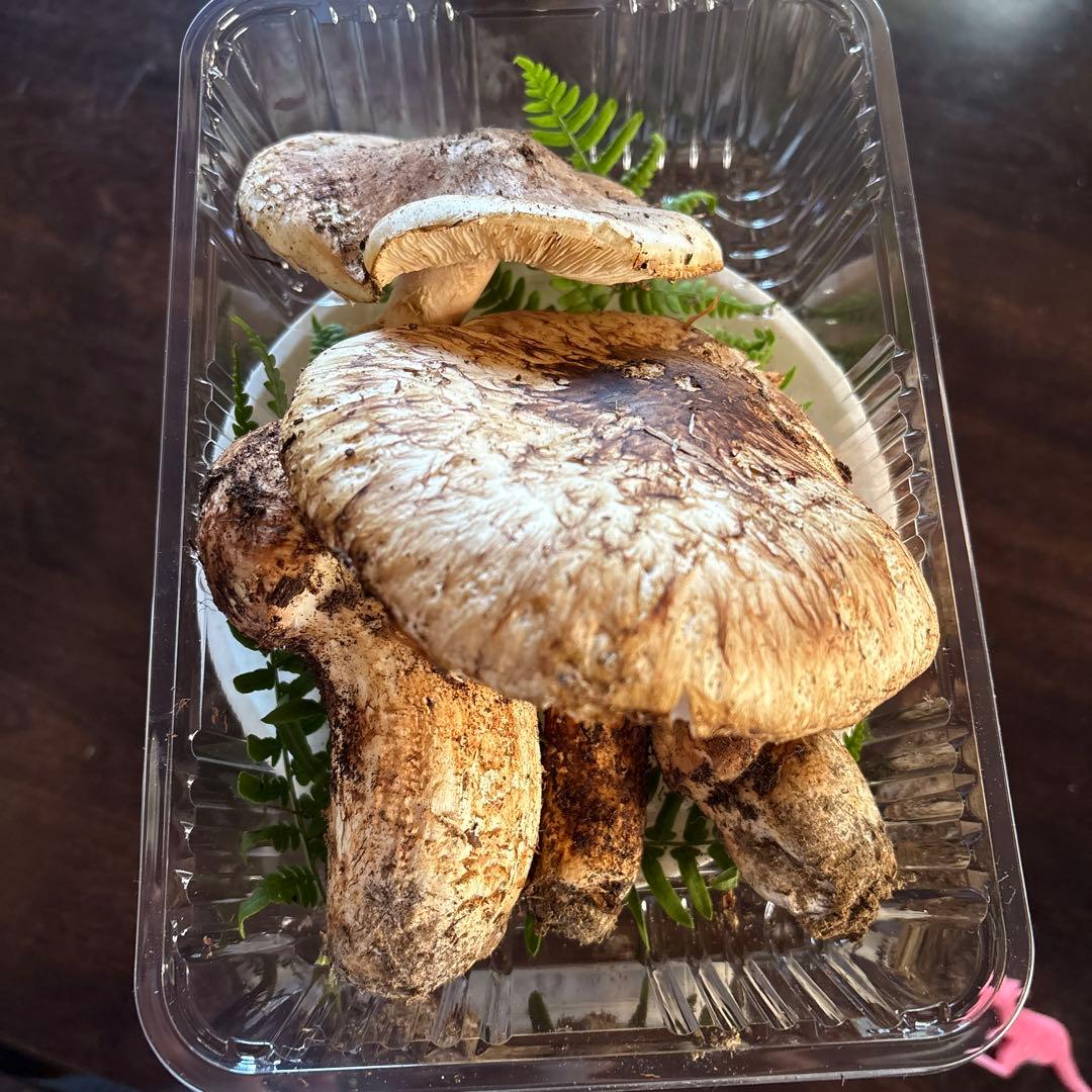 【訳あり】松茸　320g 信州長野県産