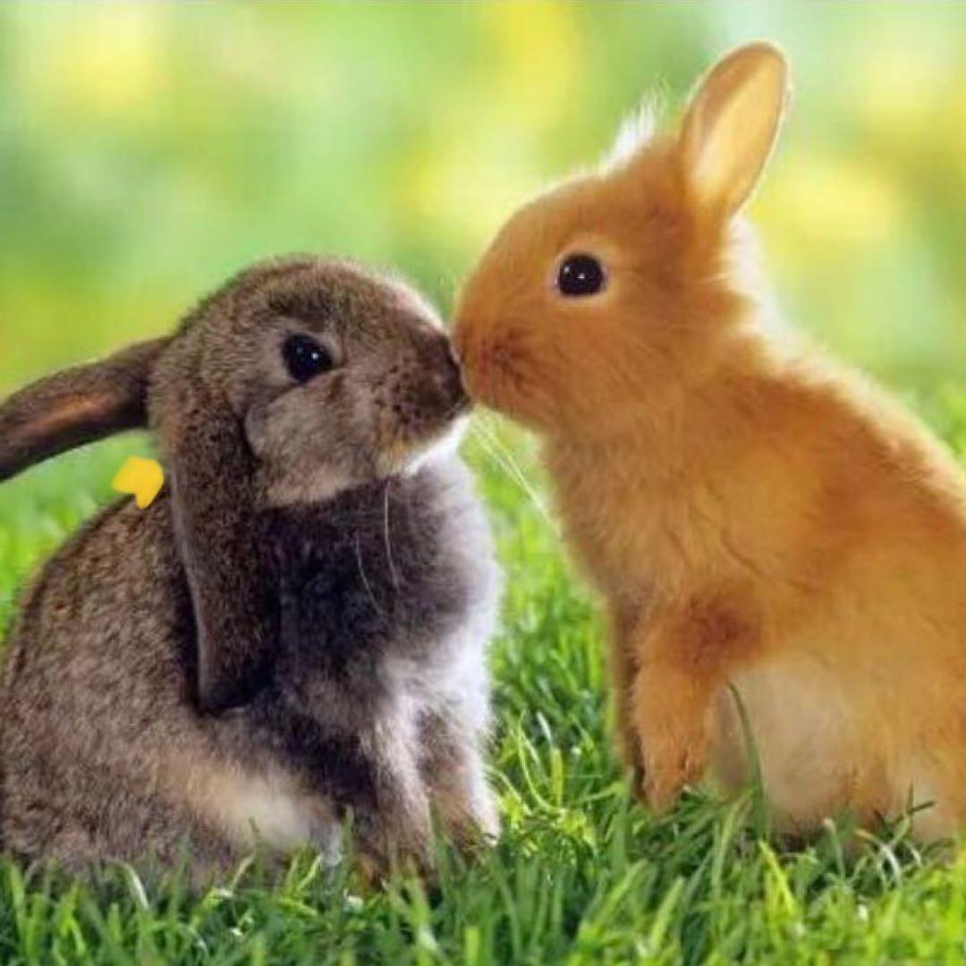 トライアルセット・サンプル SK-II LXP