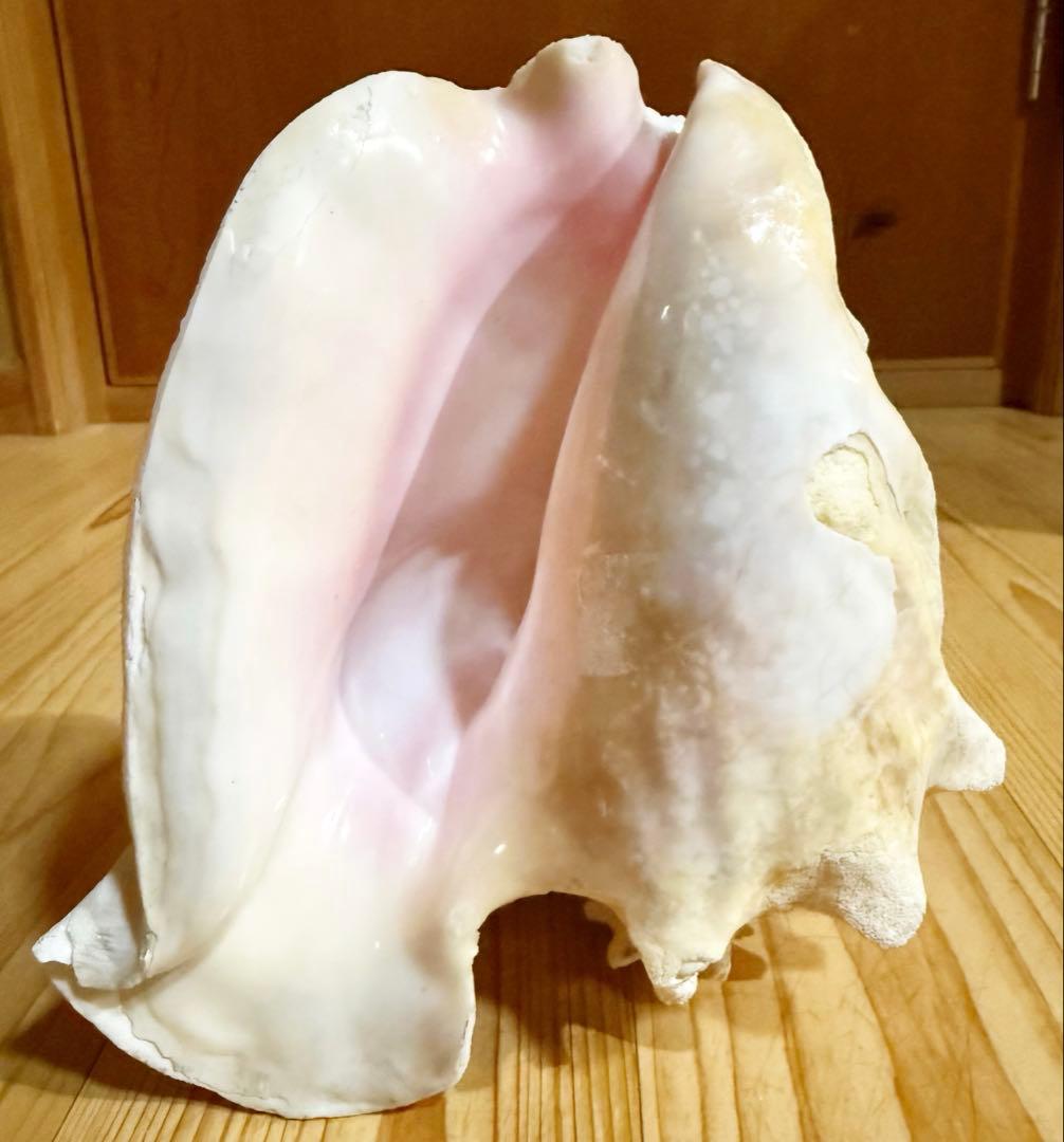 ひろしさま専用古代桃色肉厚法螺貝（ピンク貝）法螺貝　ほら貝　コンク貝笛赤紐付き