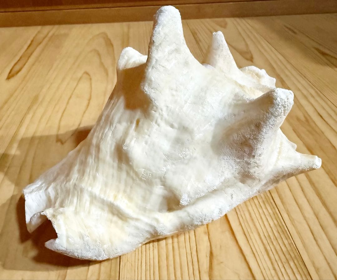 ひろしさま専用古代桃色肉厚法螺貝（ピンク貝）法螺貝　ほら貝　コンク貝笛赤紐付き