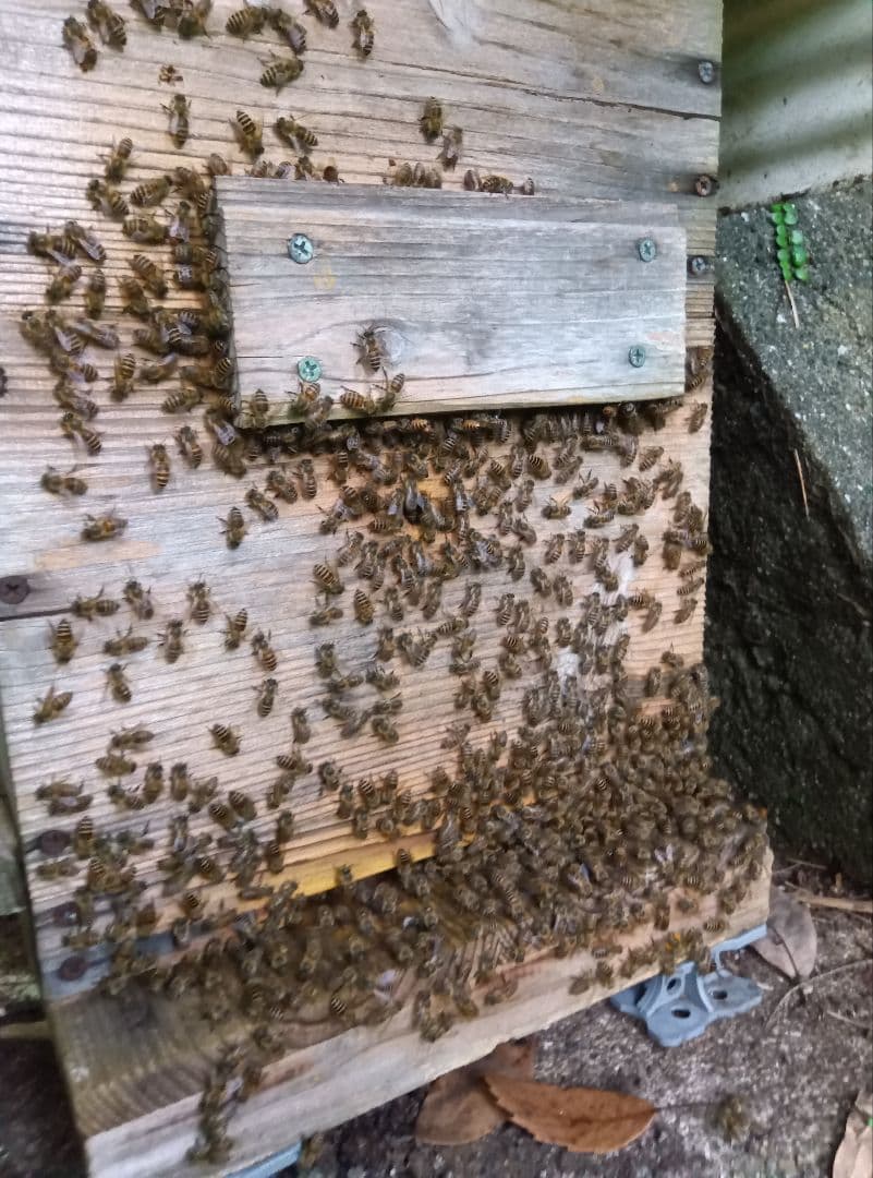 リーでお願いします 南国土佐の百花蜜　無添加　無加工　たれ蜜2400g