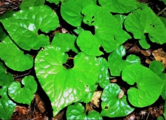 山野草　フタバアオイ(双葉葵)、80株以上。那須産。H！