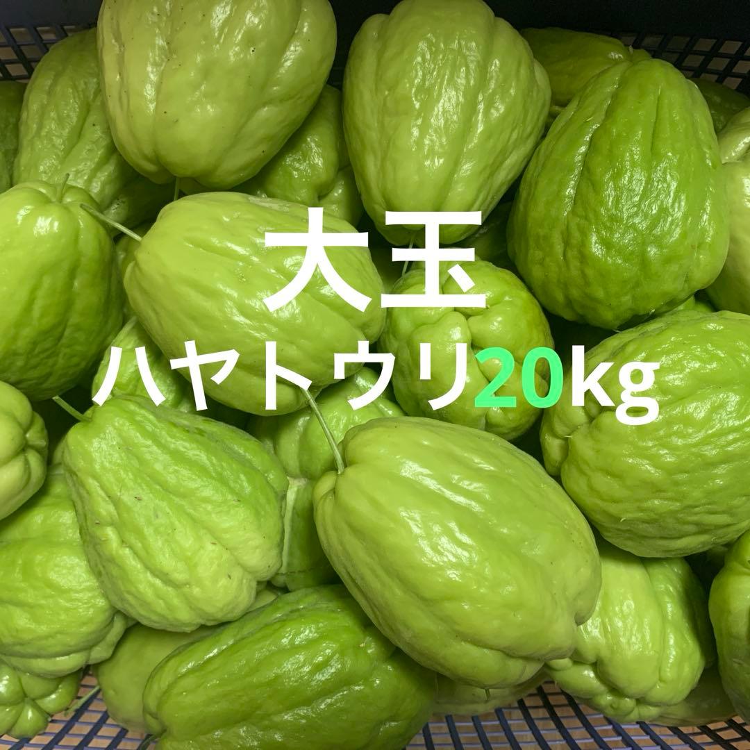 無農薬 種用にも！採れたて新鮮！大玉ツヤツヤ大玉ハヤトウリ（緑）