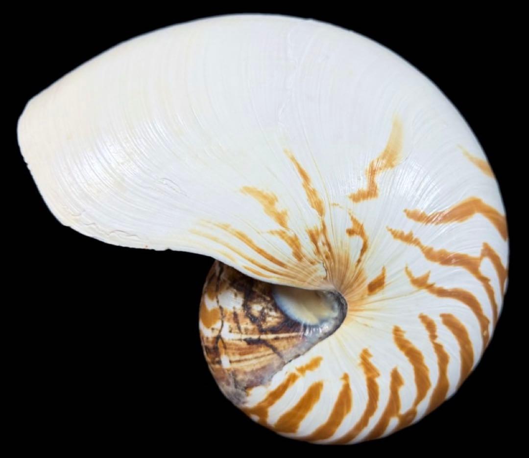 貝殻 超特大 パラオオウムガイ 232mm 貝 標本 オウムガイ オウム貝