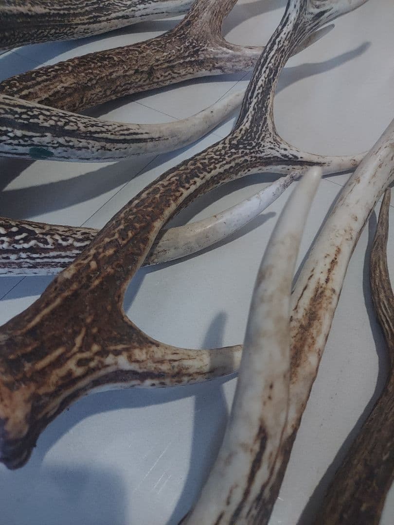 蝦夷鹿角　おまとめ　6本　大きさ色々