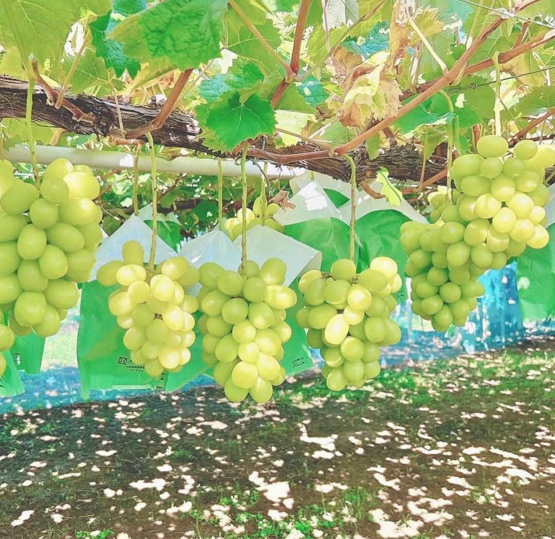 CocoRo♡farm シャインマスカット 3Kg