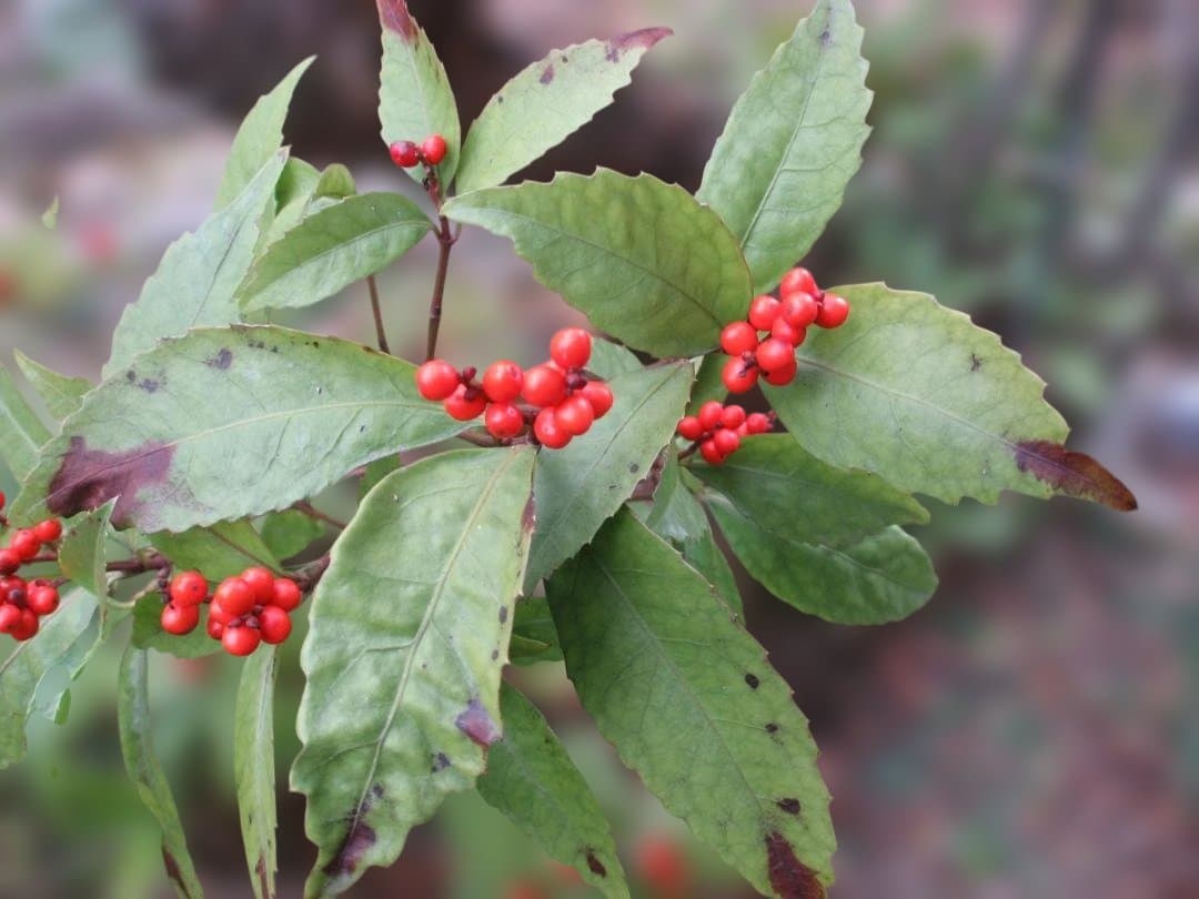 Canon PowerShot A540 デジタルカメラ、広角レンズ、電池付き