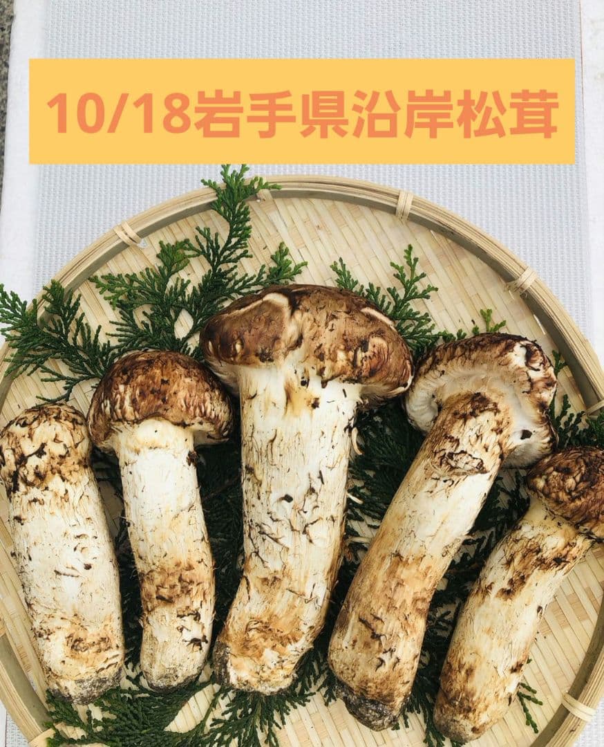 10/18 朝採れ国産岩手県沿岸松茸826g