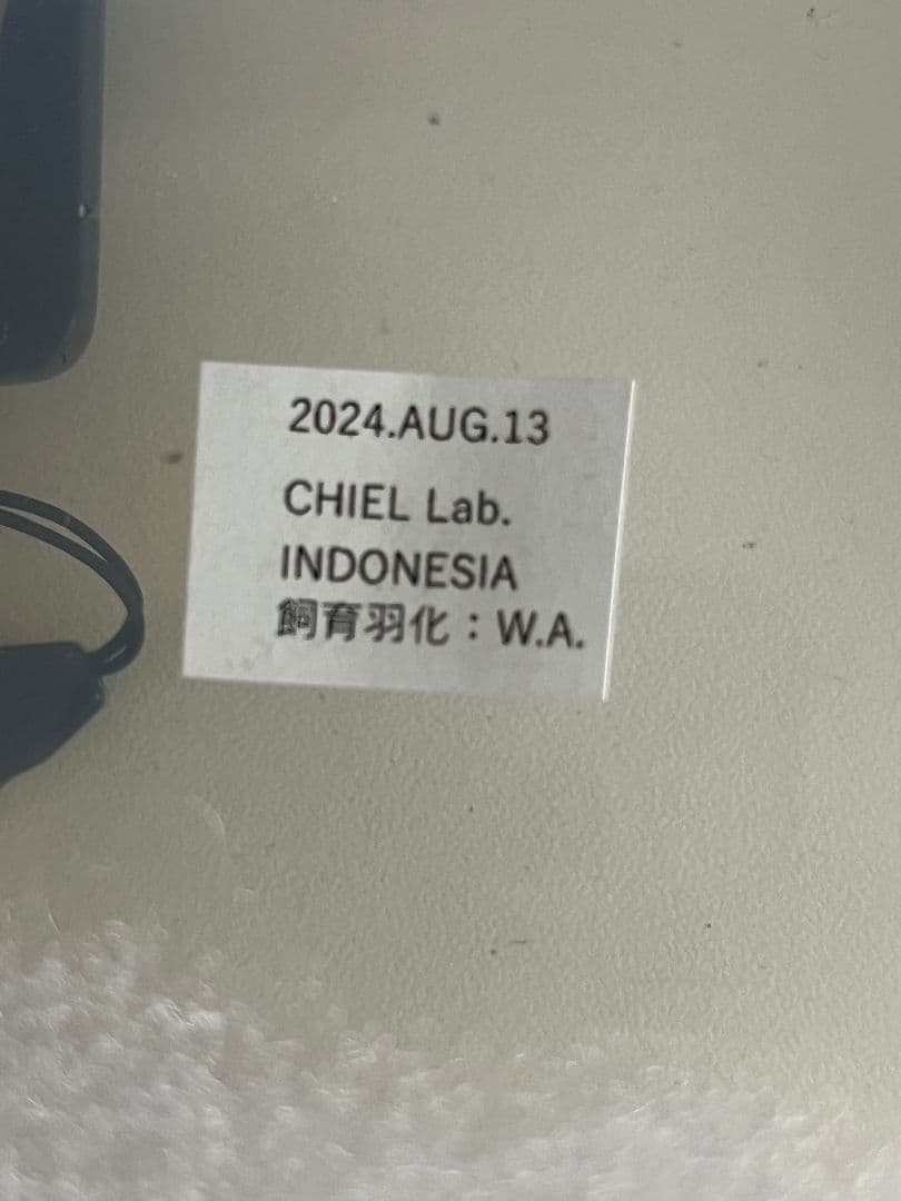 【ペア】ヨナグニサン モス蛾ガモルフォ蝶蛇トンボゼミセミ