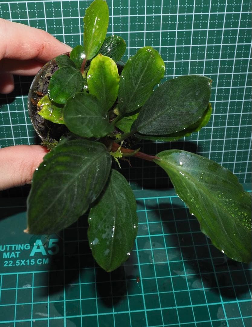 水草 Bucephalandra sp.Pearl gray TB