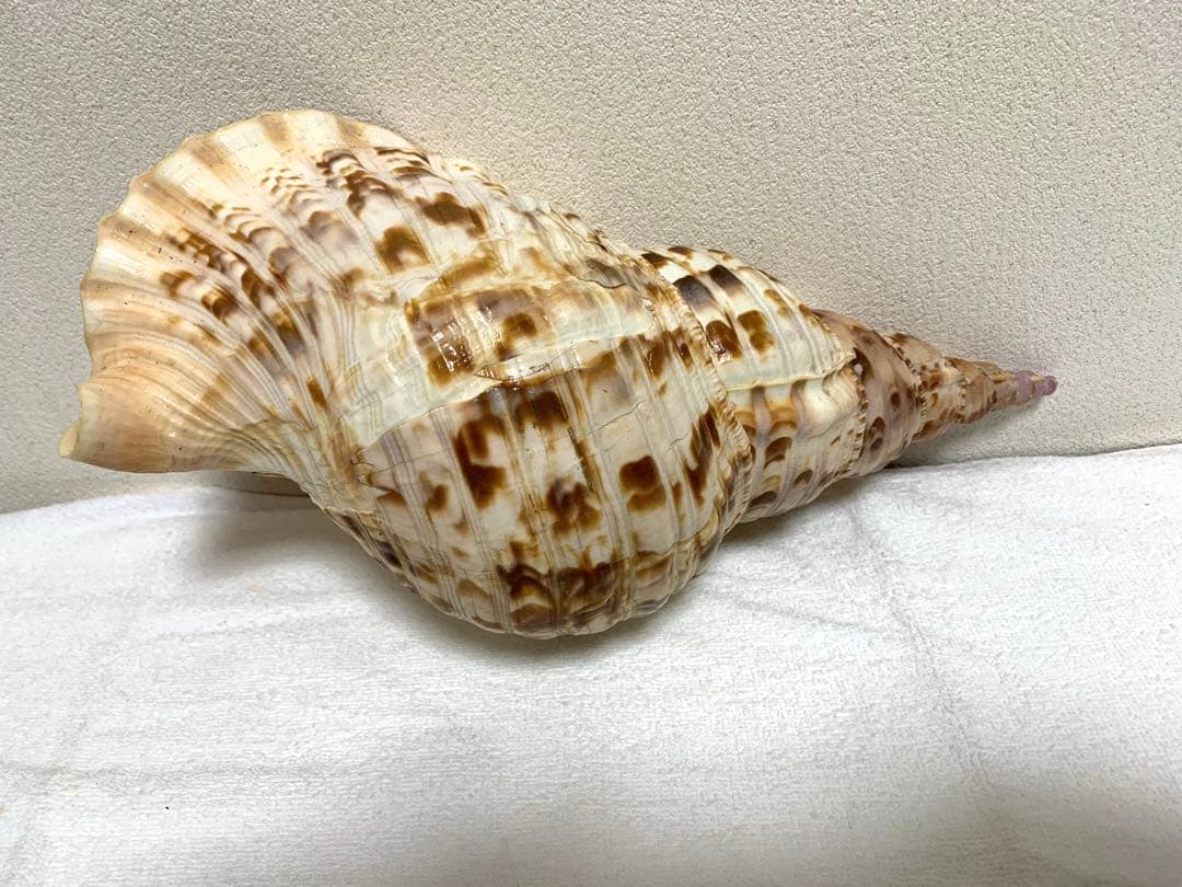 法螺貝　40cm 置物