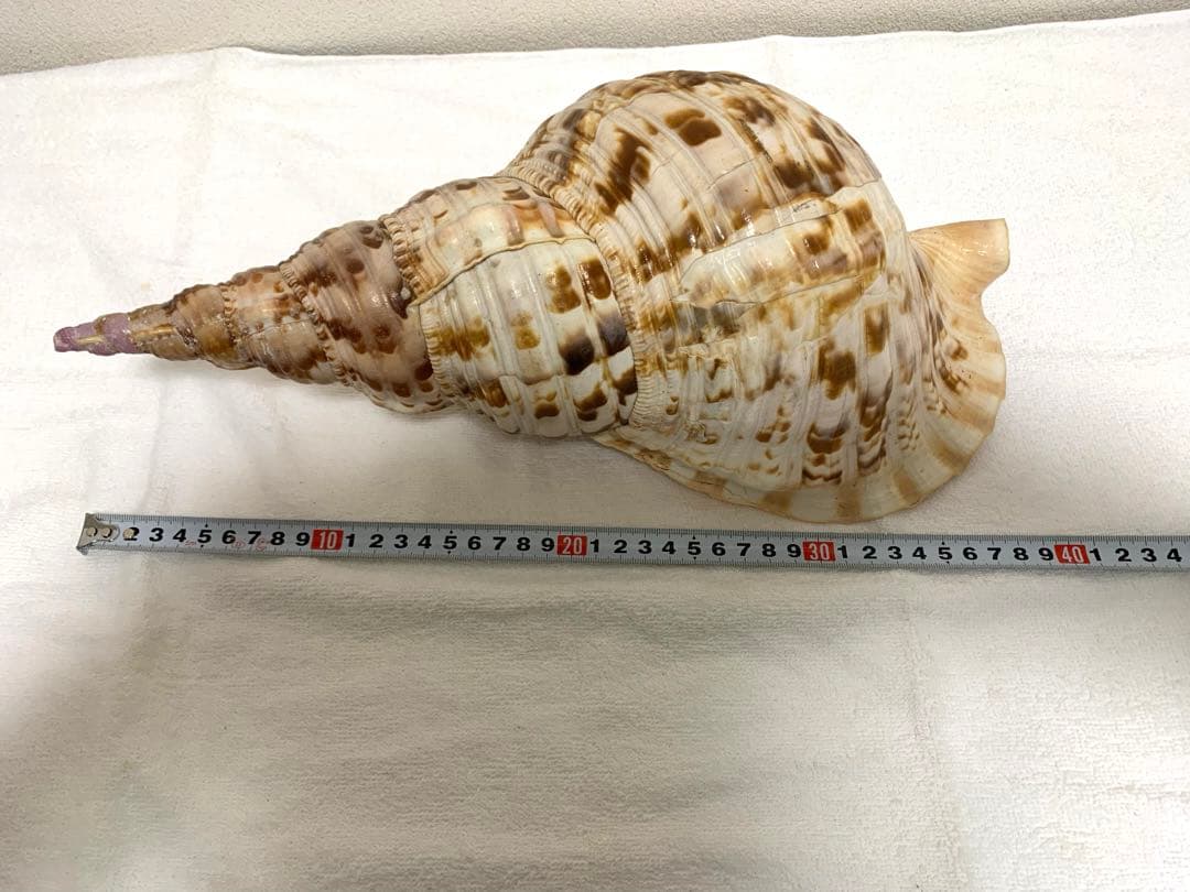 法螺貝　40cm 置物