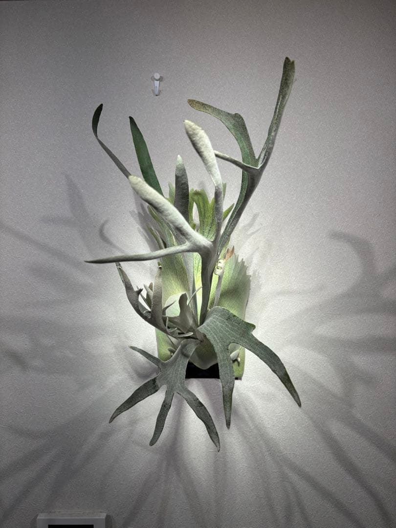 ビカクシダ　ハヌマーン　Hanuman レア