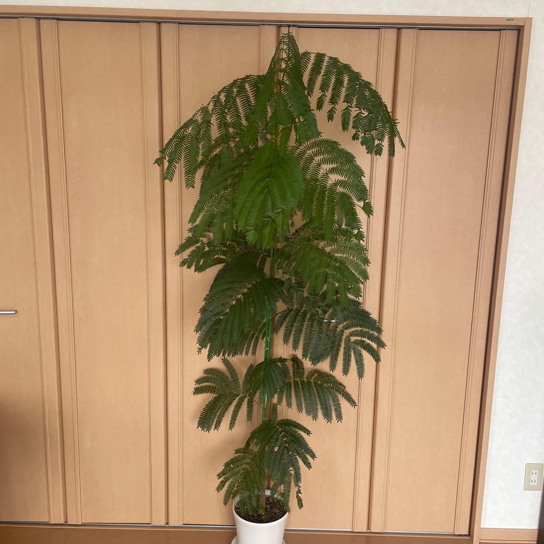 【直接取引】　エバーフレッシュ（ネムノキ）　180cm