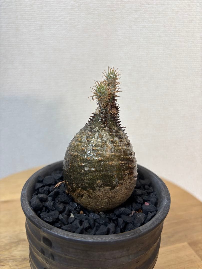 グラキリス　現地球