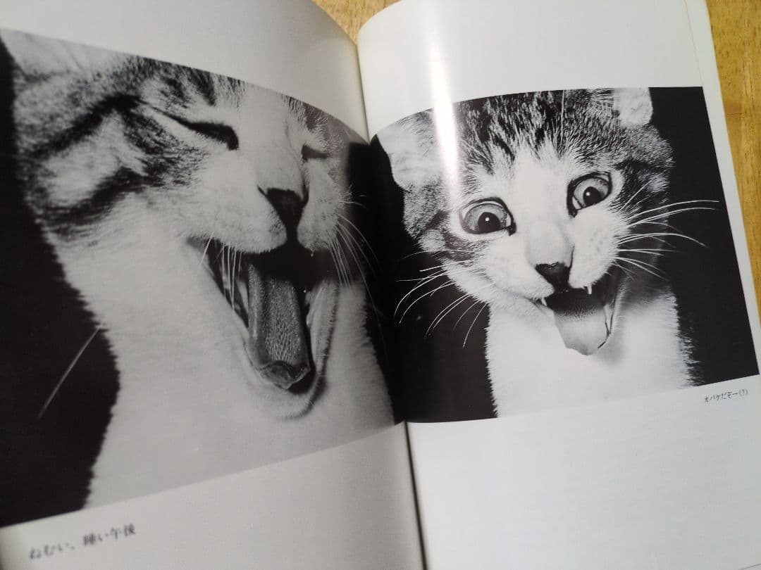 ビバ！サスケ 猫の写真集 深瀬昌久