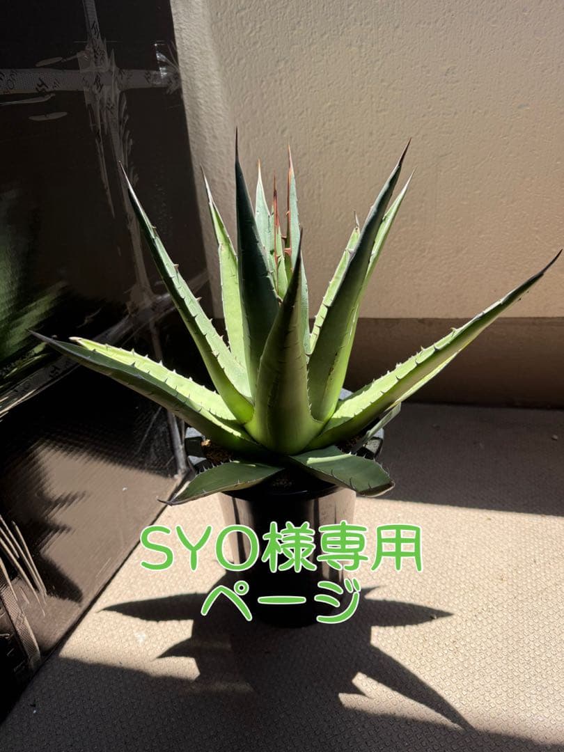 【SYOページ】パープソラム　帝釈天 43㌢