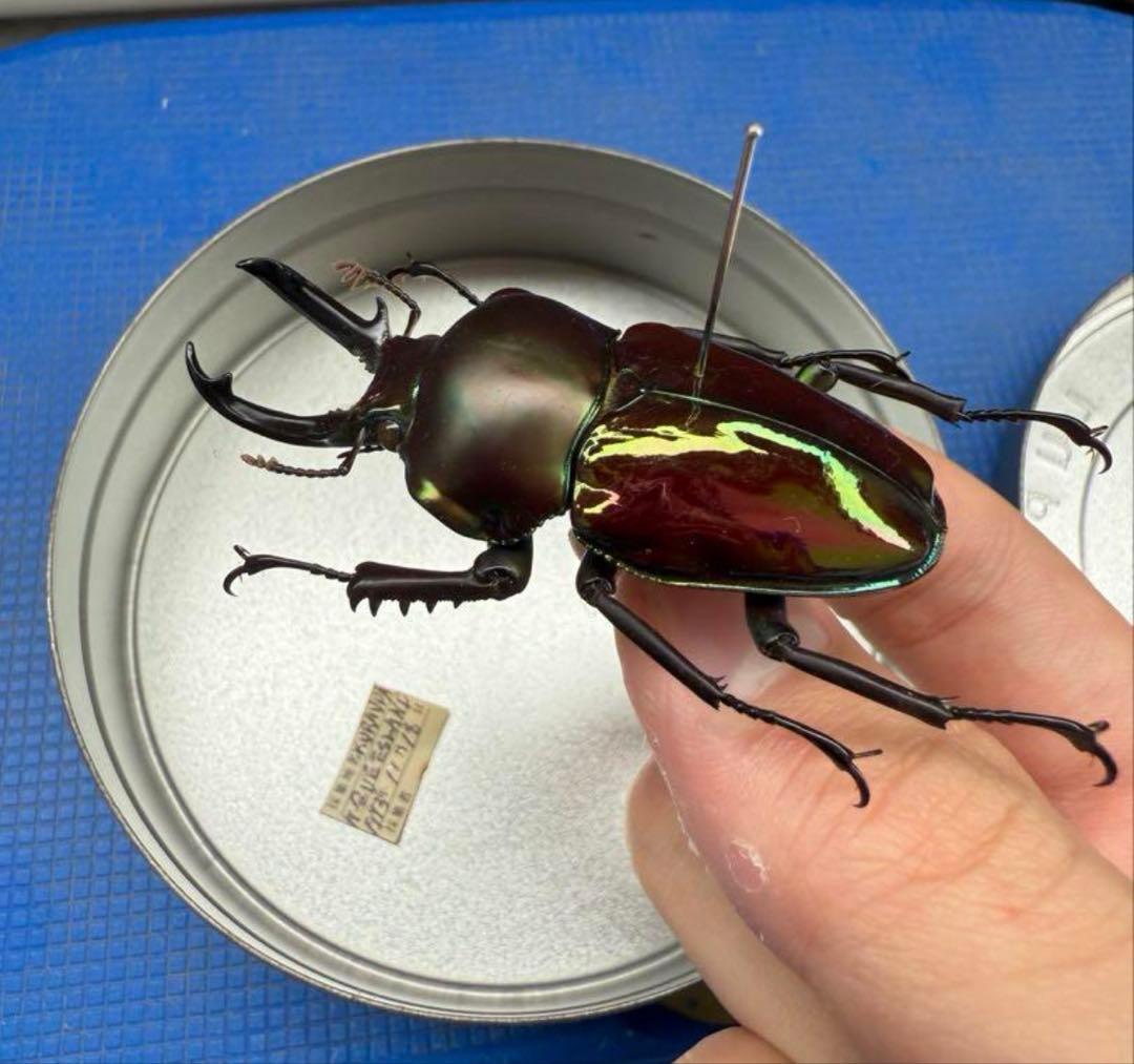 【野外品】ニジイロクワガタWD オーストラリア・クイーズランド州キュランダ村採集