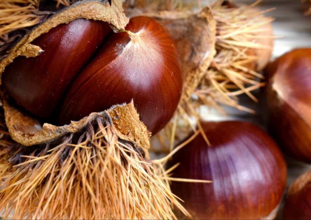 栗 生栗 5.1キロ　農薬不使用 サイズ(2L-3L)