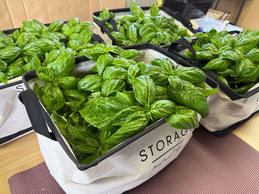 ☆アナンコンダ☆