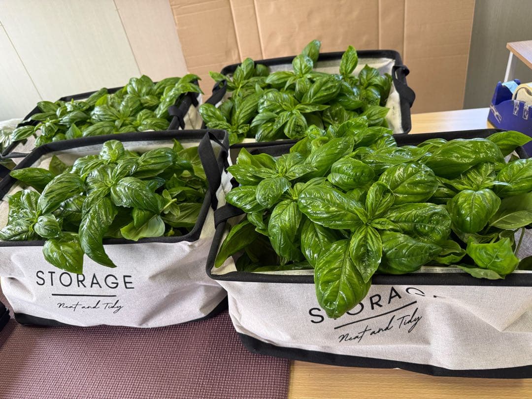 ☆アナンコンダ☆