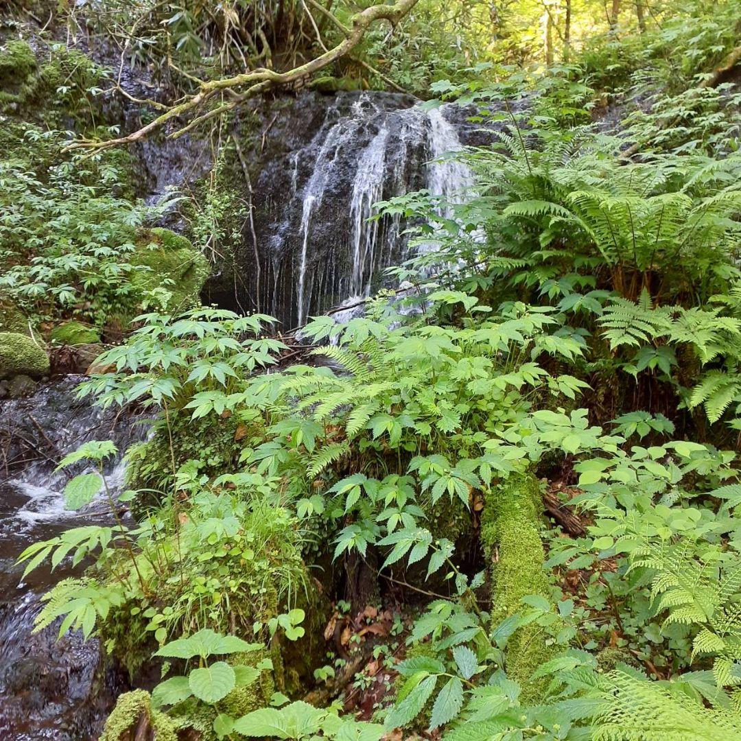 秋田県産 天然きのこ 10種類 MIX 塩漬け 塩蔵