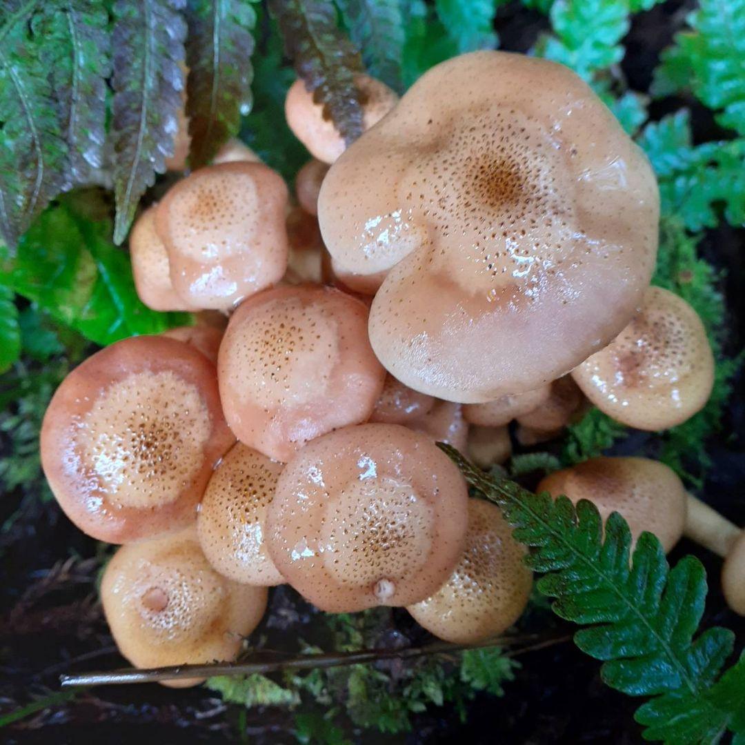 秋田県産 天然きのこ 10種類 MIX 塩漬け 塩蔵