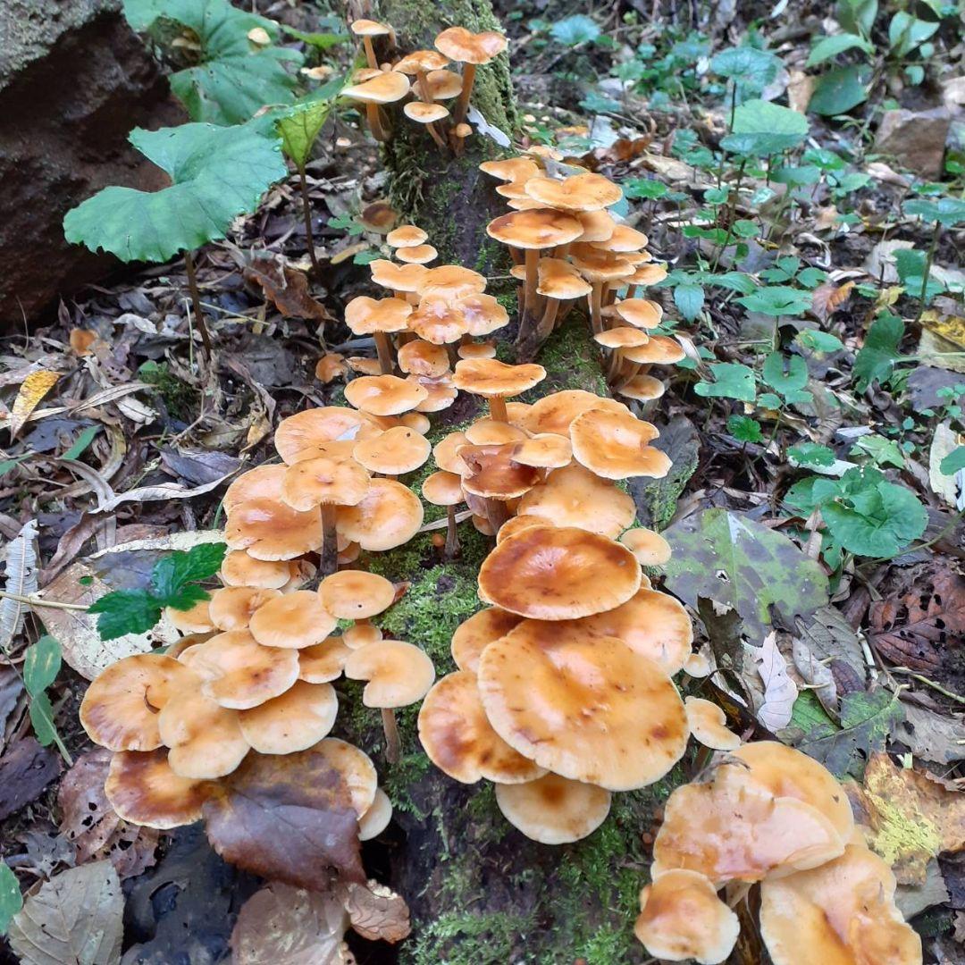 秋田県産 天然きのこ 10種類 MIX 塩漬け 塩蔵