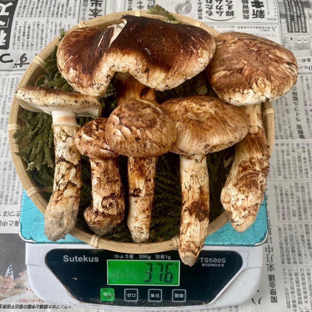 天然きのこ 松茸 国産 良品‼️ マツタケ まつたけ 大自然の凛さん採取その210