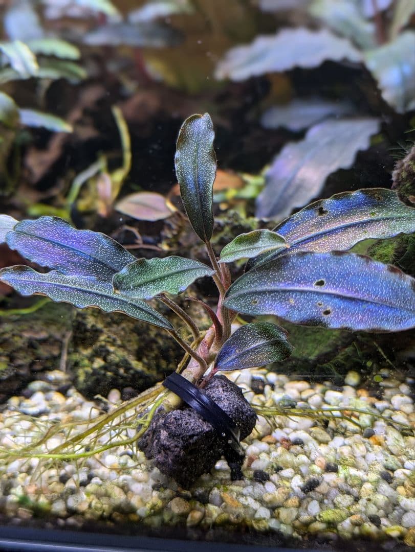 ブセファランドラsp.ギャラクシーメタリックミッドナイトブルー　完全水中葉