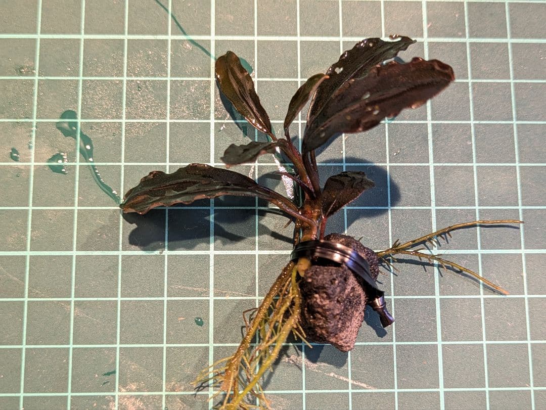 ブセファランドラsp.ギャラクシーメタリックミッドナイトブルー　完全水中葉