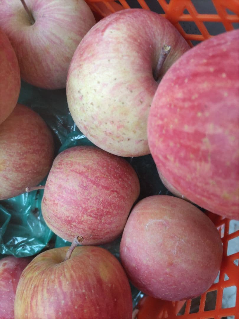 葉取らずサンフジ20kg 数量限定