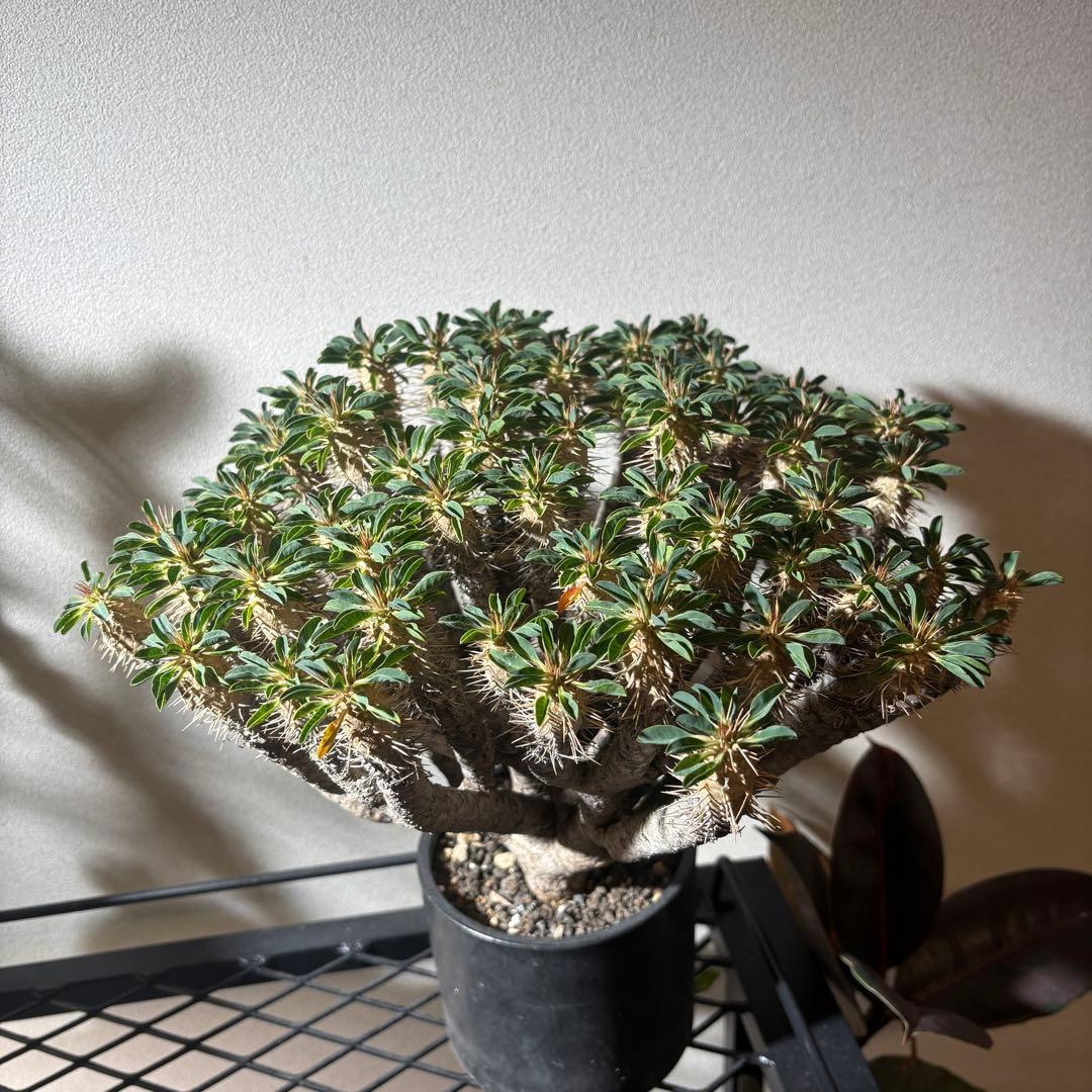 ユーフォルビアギラウミニアナ 大株 極美株 現地球 鉢ごと