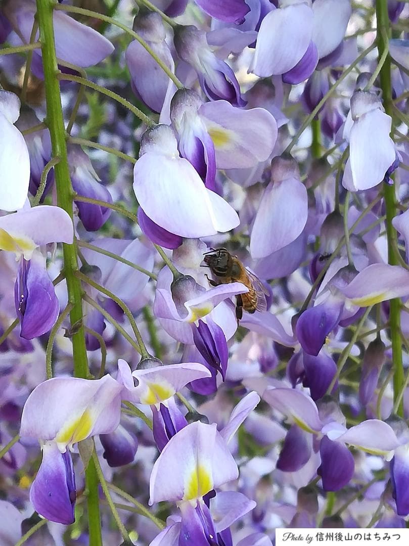 【初売】 国産蜂蜜 1000g 3種 アカシア 百花 栗蜜 天然蜂蜜