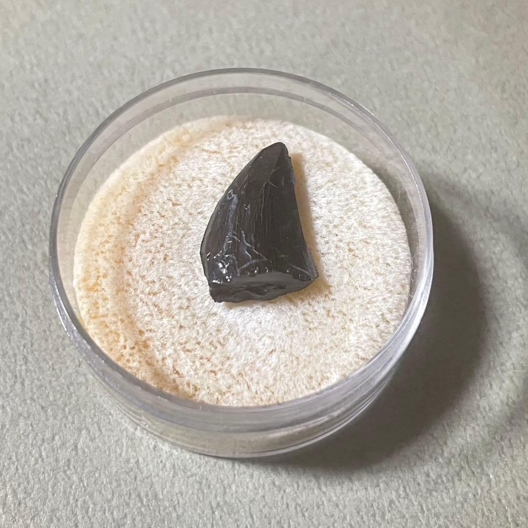 アロサウルス実物歯化石 トキワ様以外の方の購入は受け付けません。